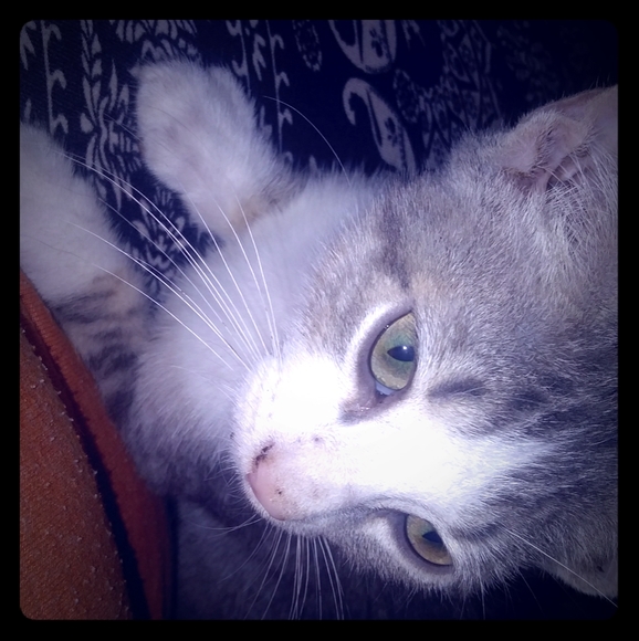 Meet your Posher, Mahala - Picture 1 of 1